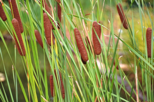 Typha latifolia L. variegata in beautiful gardan