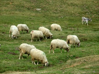 Fototapeta premium troupeau de moutons