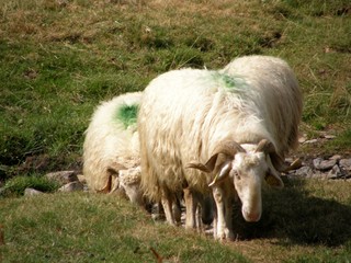 Obraz premium moutons
