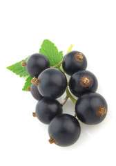 Blackcurrant with leaves