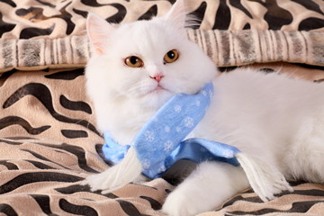 Cat with a scarf on a neck