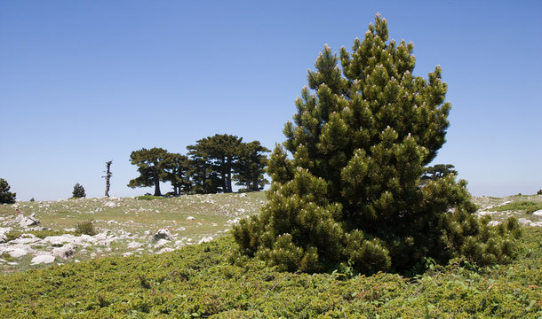 parco nazionale del pollino