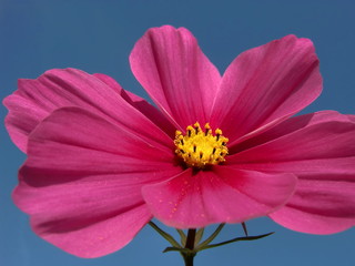 Cosmea-Blüte