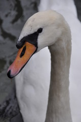 Fototapeta premium Schwanenportrait