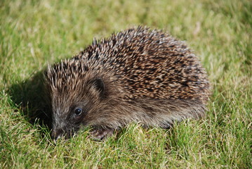 Hedgehog sun bathing in the Autumnal weather
