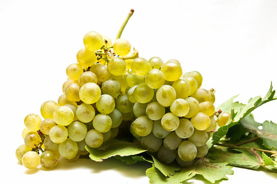 uvas 16