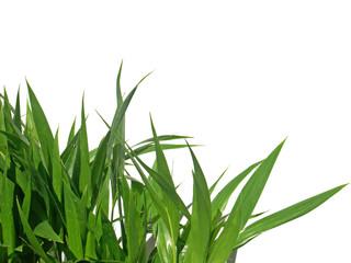 plants de palmiers en pépinière