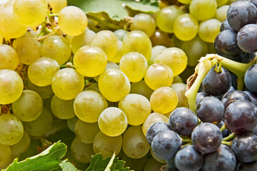 uvas 13