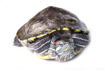 Obraz premium turtle