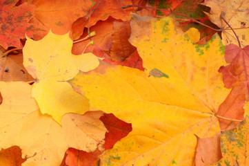 Naklejka na ściany i meble Autumn leaves texture