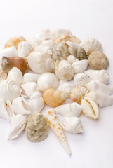 Various colorful seashells on white background.