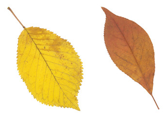 yellow and brown autumn leaf isolated on white