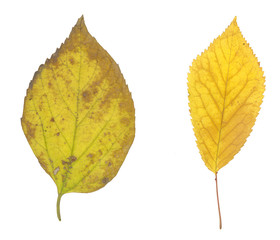 yellow and brown autumn leaf isolated on white