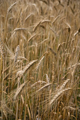 Wheat field