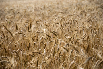 Wheat field