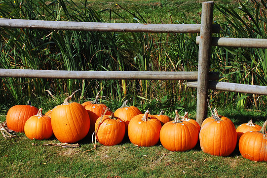 Pumpkins In A Row On Farm