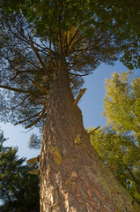Baum aus Froschperspektive, Herbstanfang