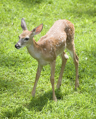 sunny day fawn