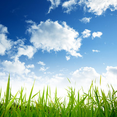 Fototapeta premium grass