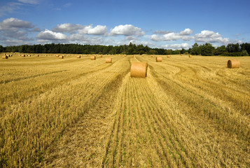 Obraz premium Wheat field