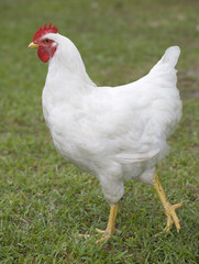 chicken