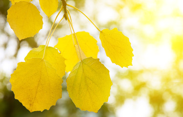 autumn yellow leaves of aspen