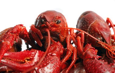 red crawfish