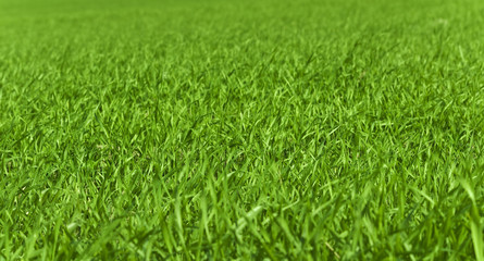 Obraz premium green grass field, close-up closeup close up nature natural background
