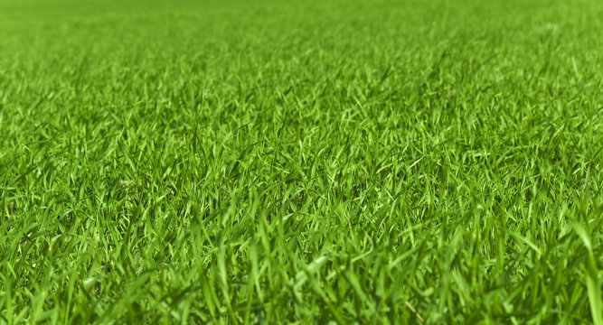 green grass field, close-up closeup close up nature natural background