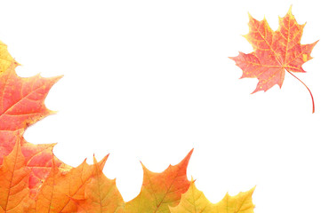 Frame from autumn leaves