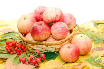 Crop of apples against autumn leaves