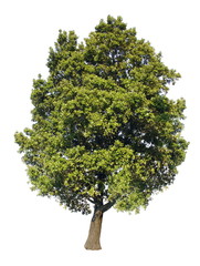 Chêne vert