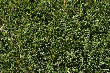 grass