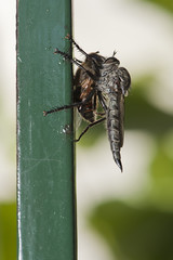 mosca