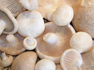 mushroom isolated close-ap