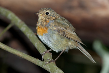 Robin (Erithacus rubecula).