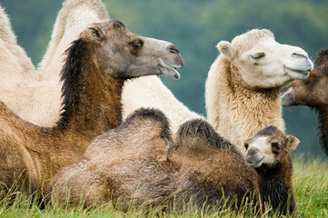 One hump or two