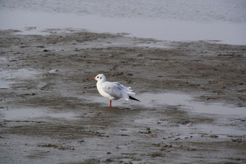 Möwe