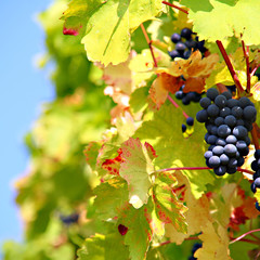 Wein