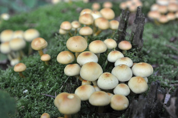 sulfur cups