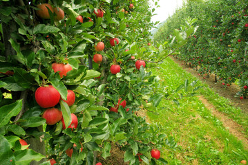 Apfel am Baum - apple on tree 06
