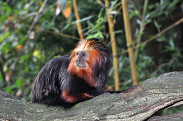 Little monkey looking curious