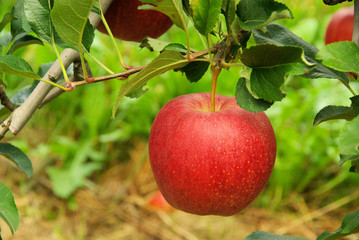 Apfel am Baum - apple on tree 09