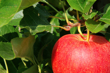 Apfel am Baum - apple on tree 22