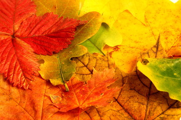 Obraz premium autumn