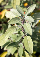 Closeup of a sage plant