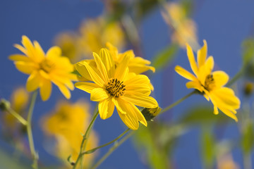 florres amarillas abiertas sobre cielo azul