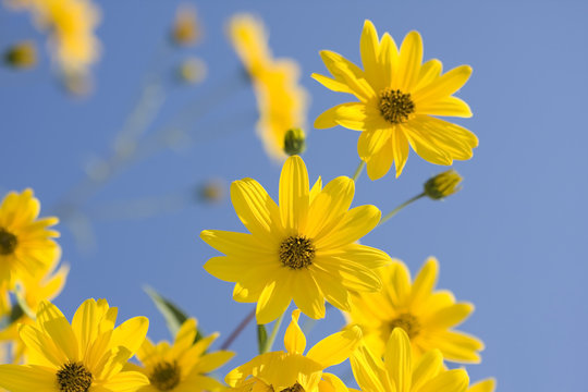 florres amarillas abiertas sobre cielo azul