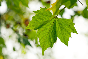 Leaf