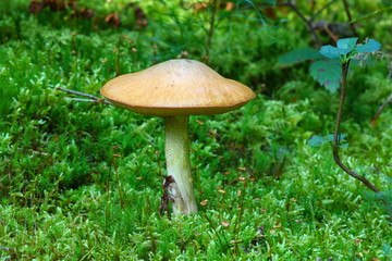 Röhrenpilz